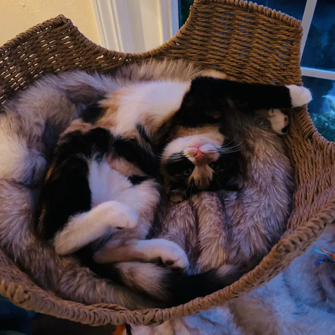 Lifetime Cat Lover
