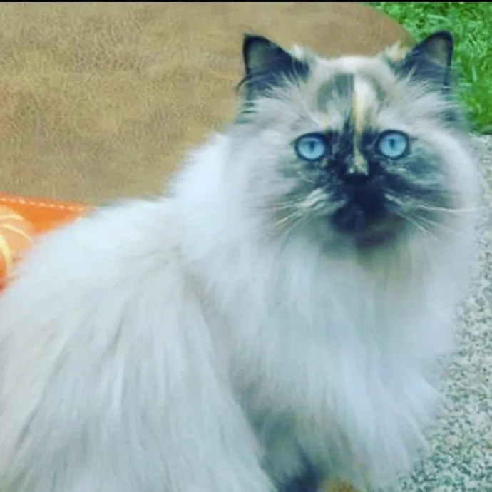 Lifetime Cat Lover photo 3