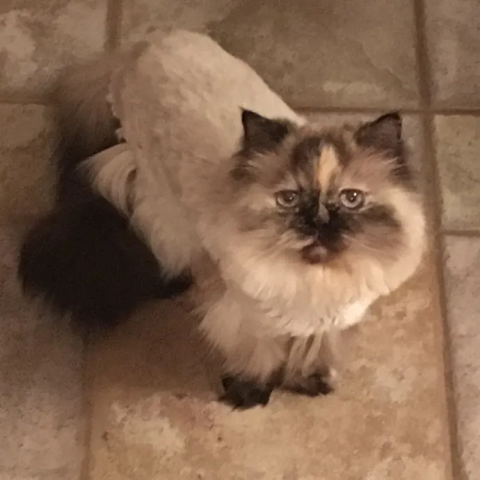 Lifetime Cat Lover photo 2