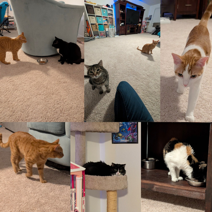An Honest And Reliable Cat Lover