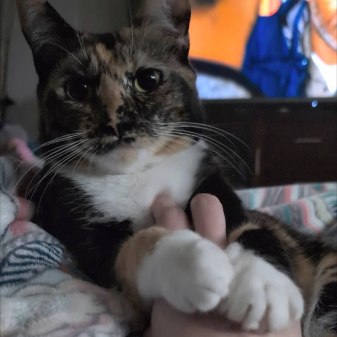 An Honest And Reliable Cat Lover