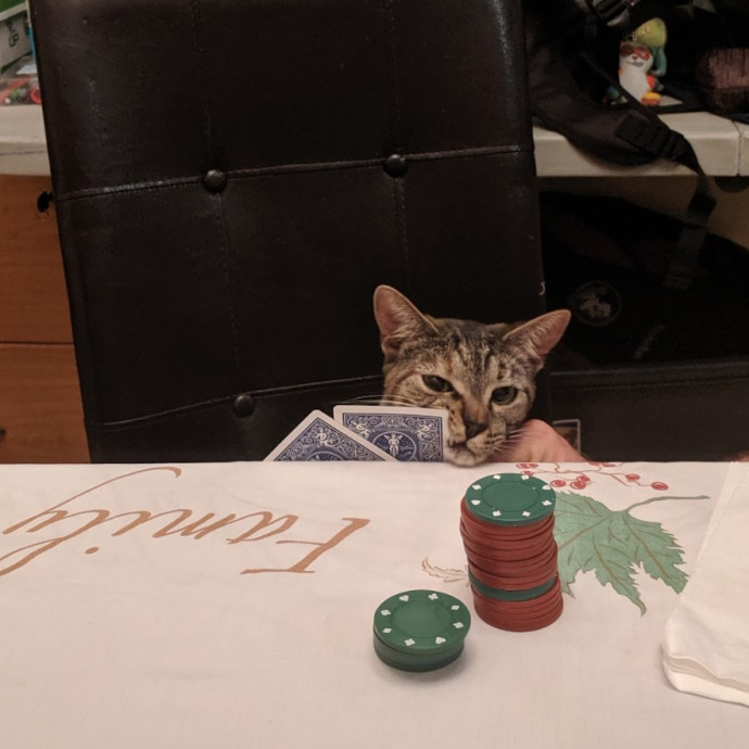 An Honest And Reliable Cat Lover