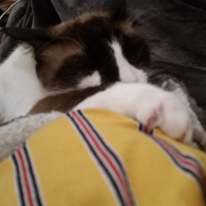 An Honest And Reliable Cat Lover