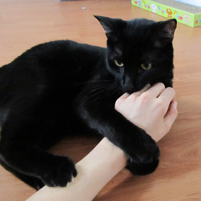 An Honest And Reliable Cat Lover
