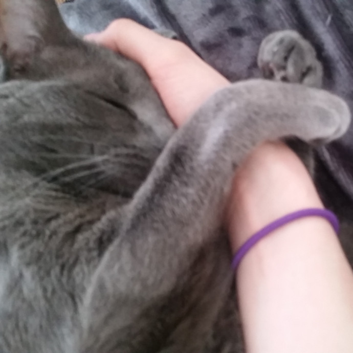 An Honest And Reliable Cat Lover
