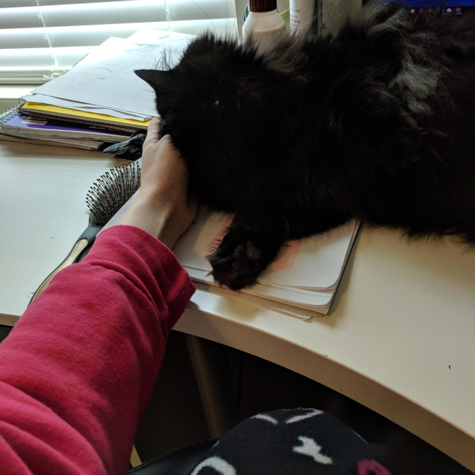 An Honest And Reliable Cat Lover