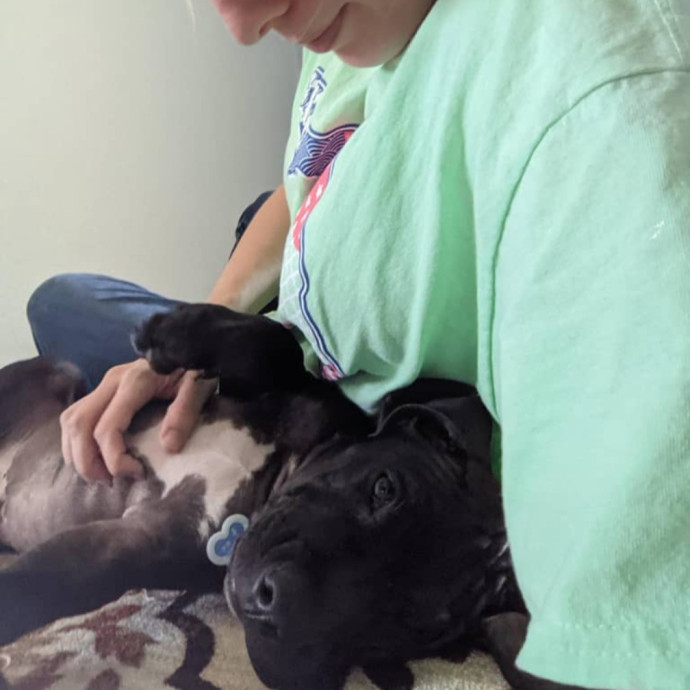 An Honest And Reliable Cat Lover