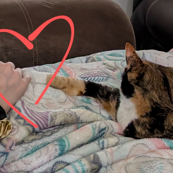 An Honest And Reliable Cat Lover
