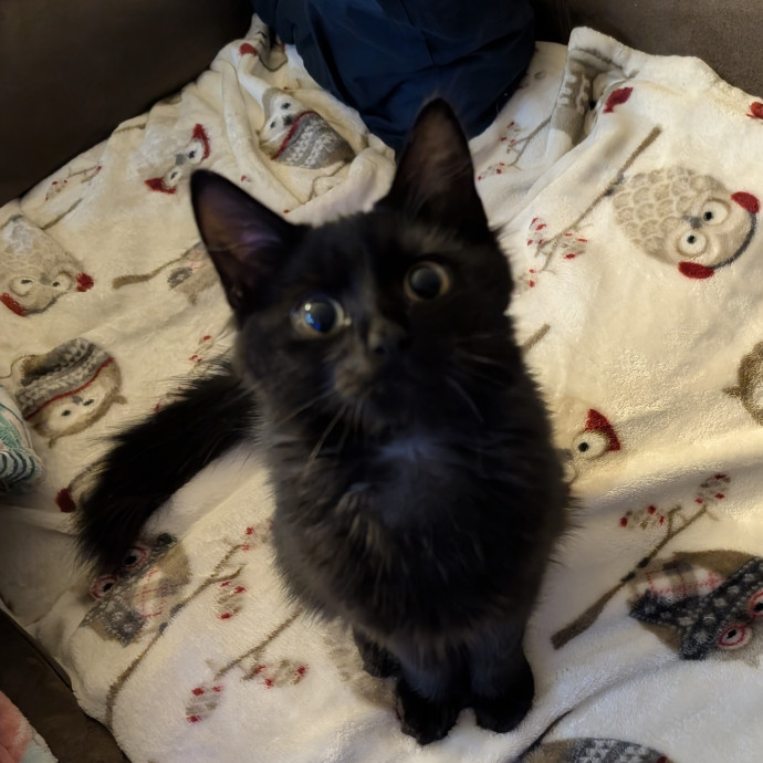 An Honest And Reliable Cat Lover photo 2
