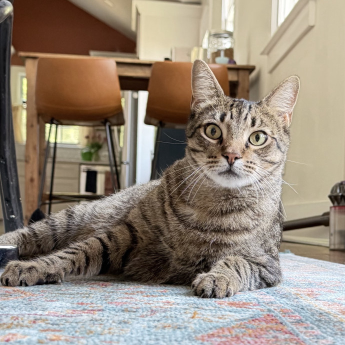 Heather's Home Comfort Cat Care