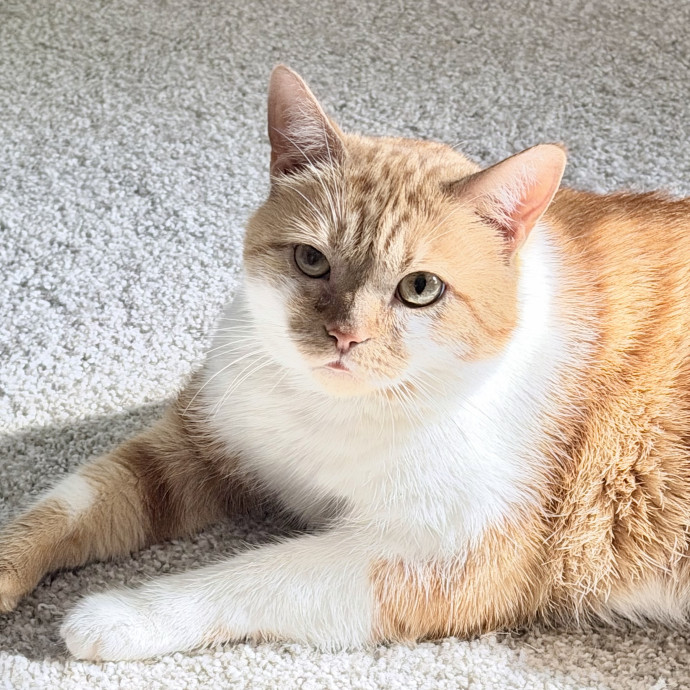 Heather's Home Comfort Cat Care