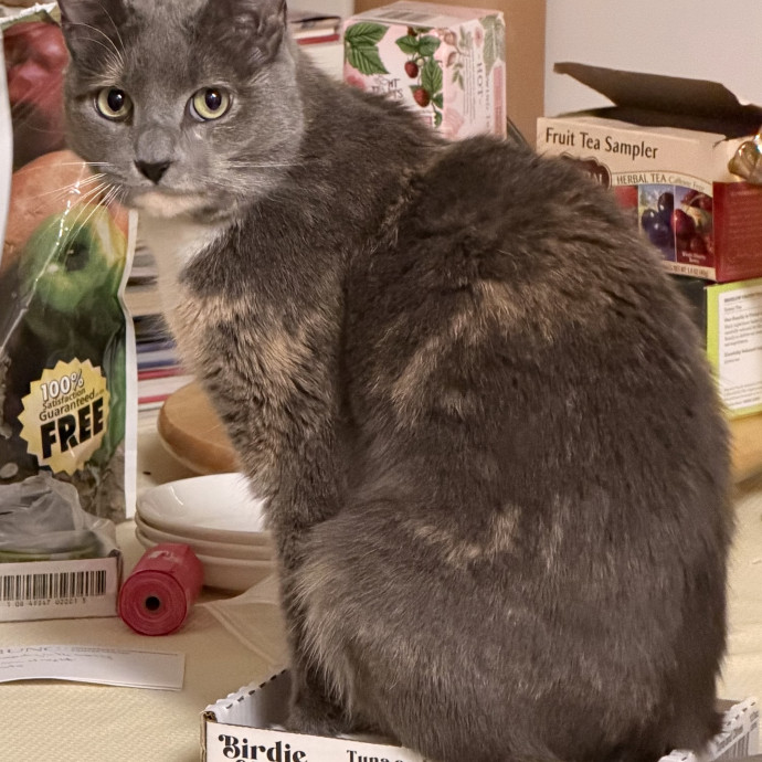 Heather's Home Comfort Cat Care