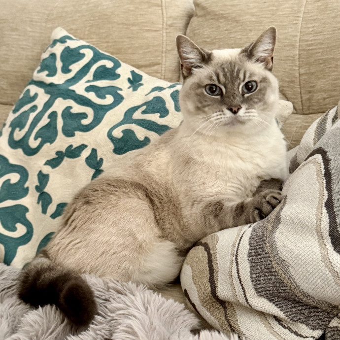 Heather's Home Comfort Cat Care photo 2