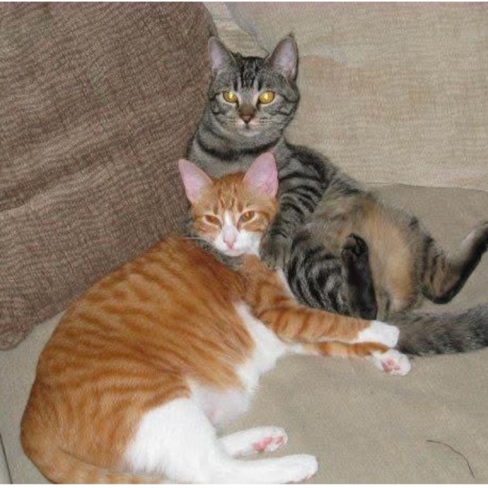 Loving Care For Your Fur Baby