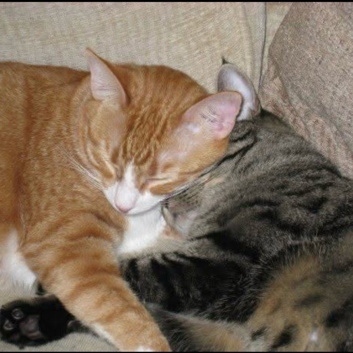 Loving Care For Your Fur Baby