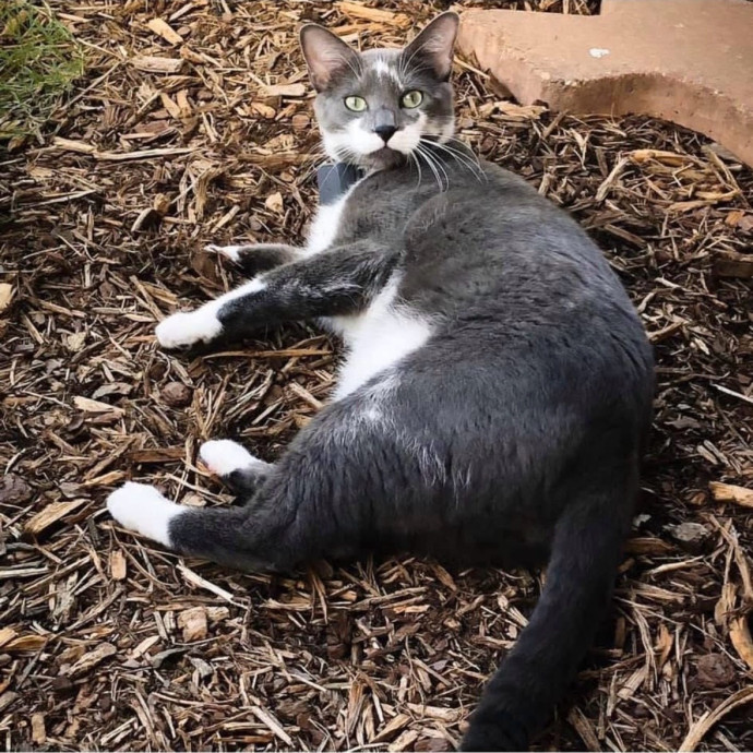 Loving Care For Your Fur Baby