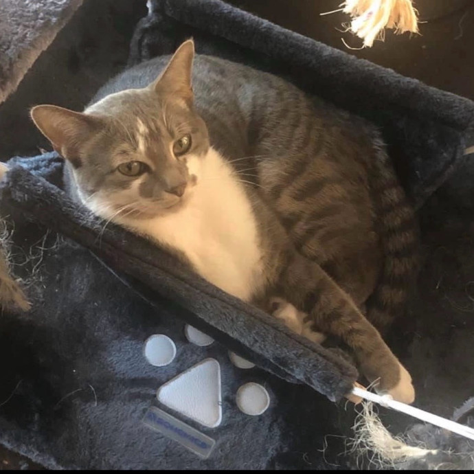 Loving Care For Your Fur Baby