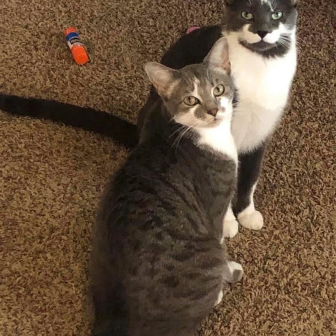 Loving Care For Your Fur Baby