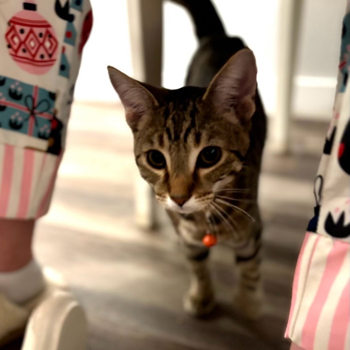 Loving Care For Your Fur Baby photo 3