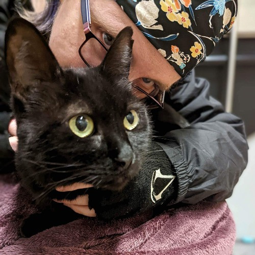 Lucky Black Cat Care Atx