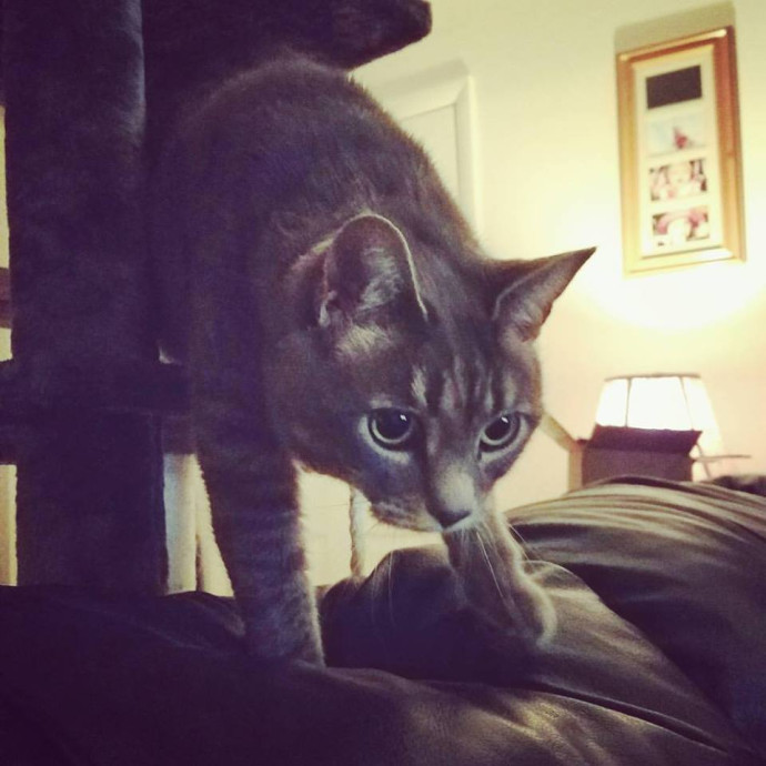 Lucky Black Cat Care Atx
