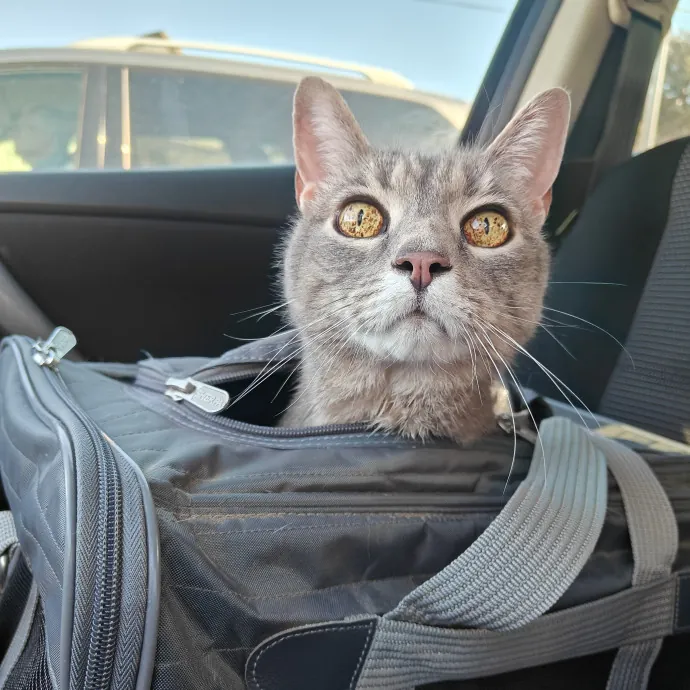 Lucky Black Cat Care Atx