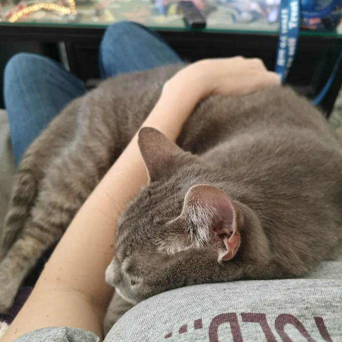 Lucky Black Cat Care Atx