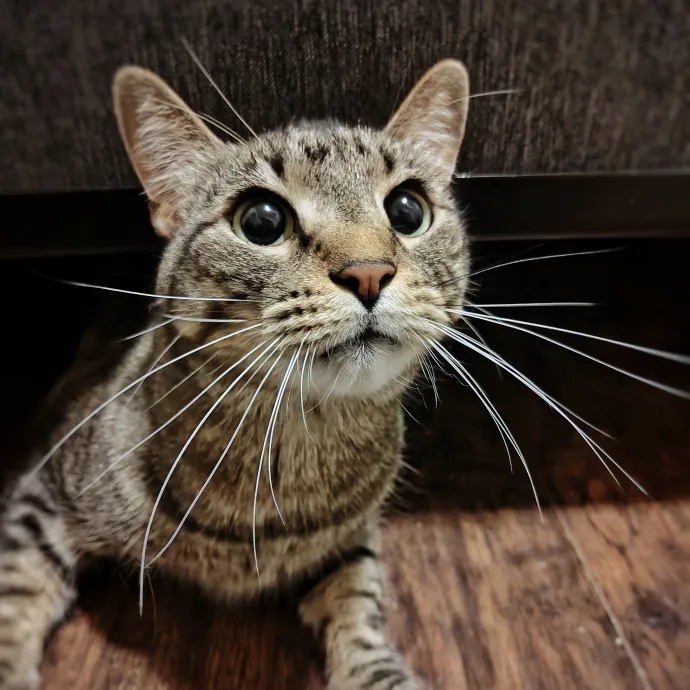 Lucky Black Cat Care Atx