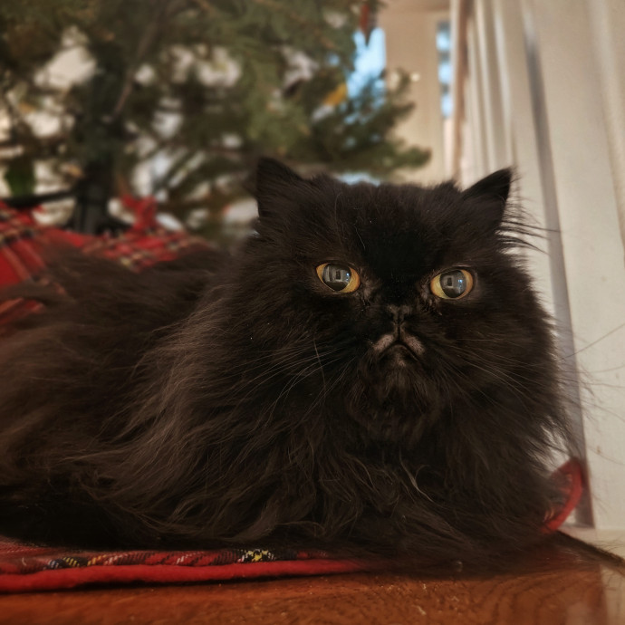Lucky Black Cat Care Atx