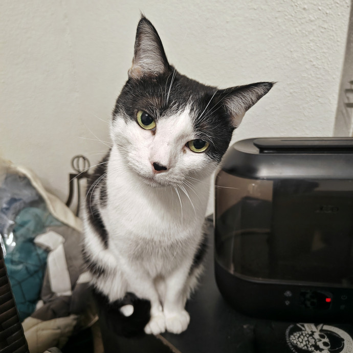 Lucky Black Cat Care Atx