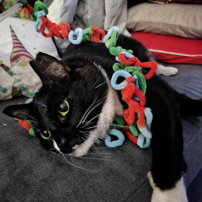 Lucky Black Cat Care Atx