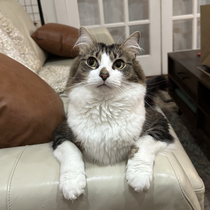 Sofia's Sitting City Kitties