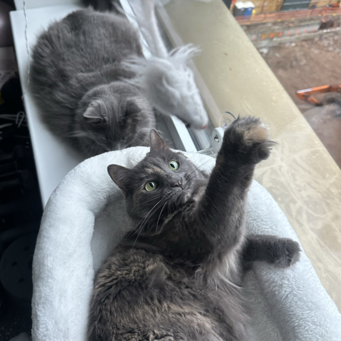 Sofia's Sitting City Kitties