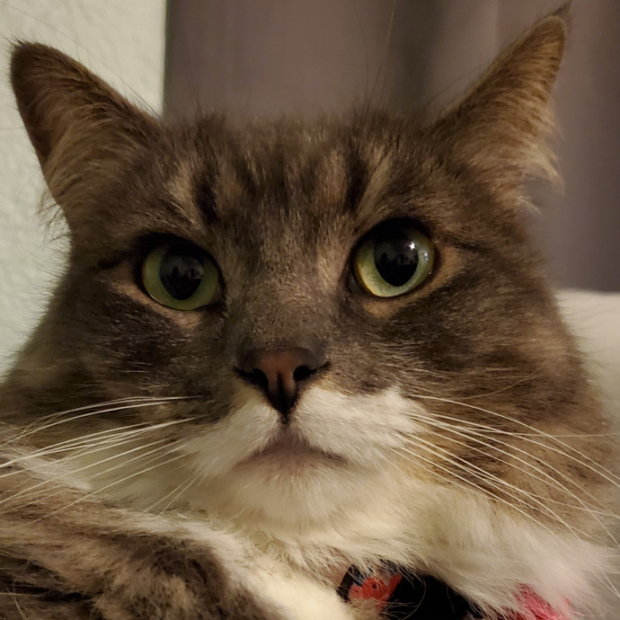 Will Smith Not The Actor Cat Sitting