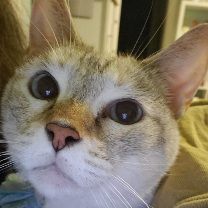 Will Smith Not The Actor Cat Sitting