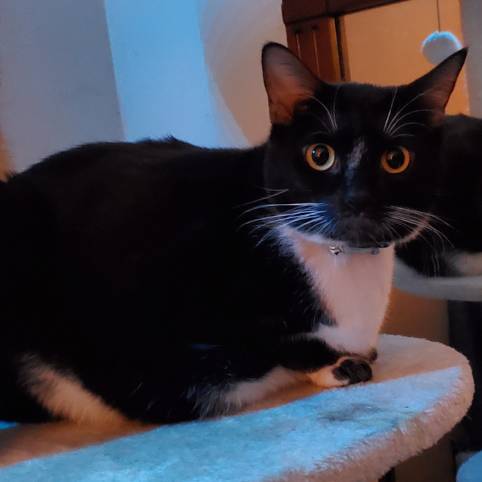 Will Smith Not The Actor Cat Sitting