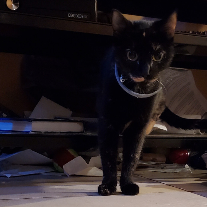 Will Smith Not The Actor Cat Sitting