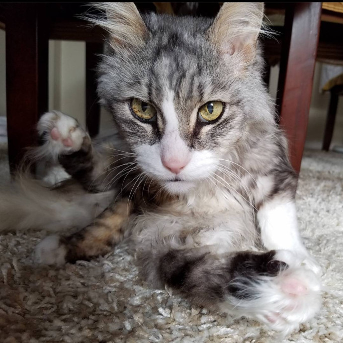 Will Smith Not The Actor Cat Sitting