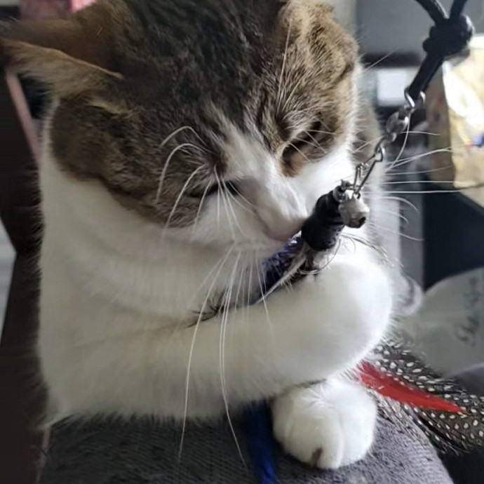 Will Smith Not The Actor Cat Sitting