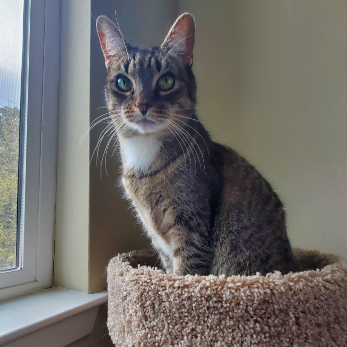 Will Smith Not The Actor Cat Sitting