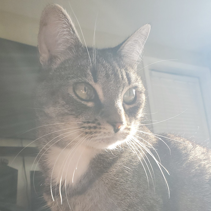 Will Smith Not The Actor Cat Sitting