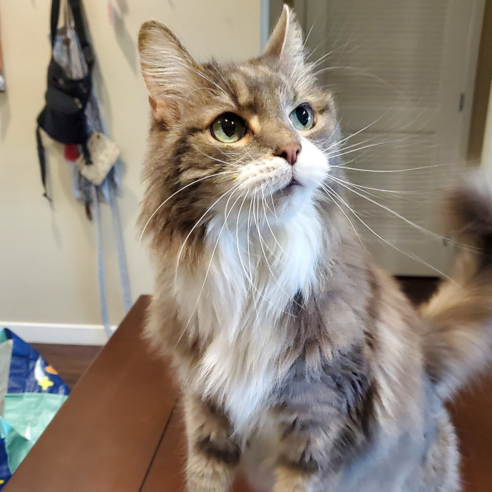 Will Smith Not The Actor Cat Sitting