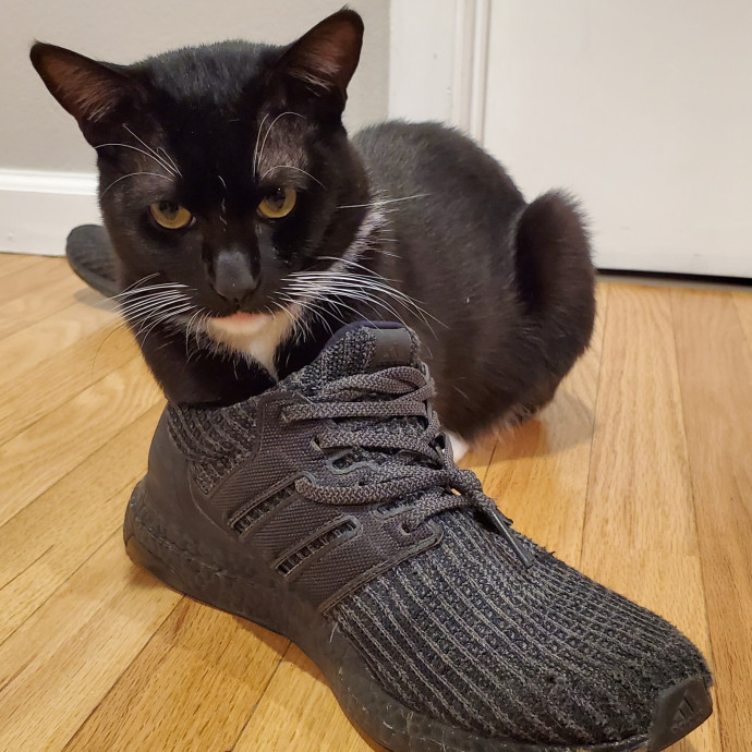 Will Smith Not The Actor Cat Sitting