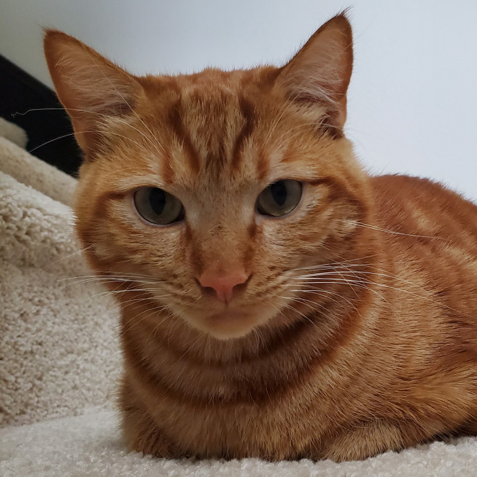Will Smith Not The Actor Cat Sitting