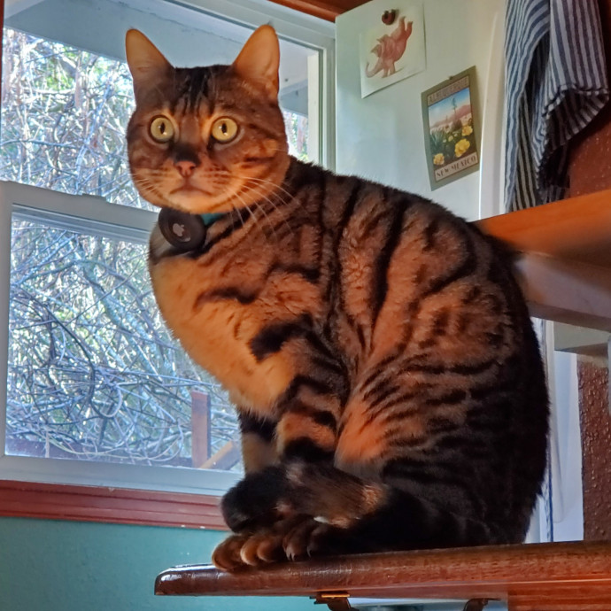 Will Smith Not The Actor Cat Sitting