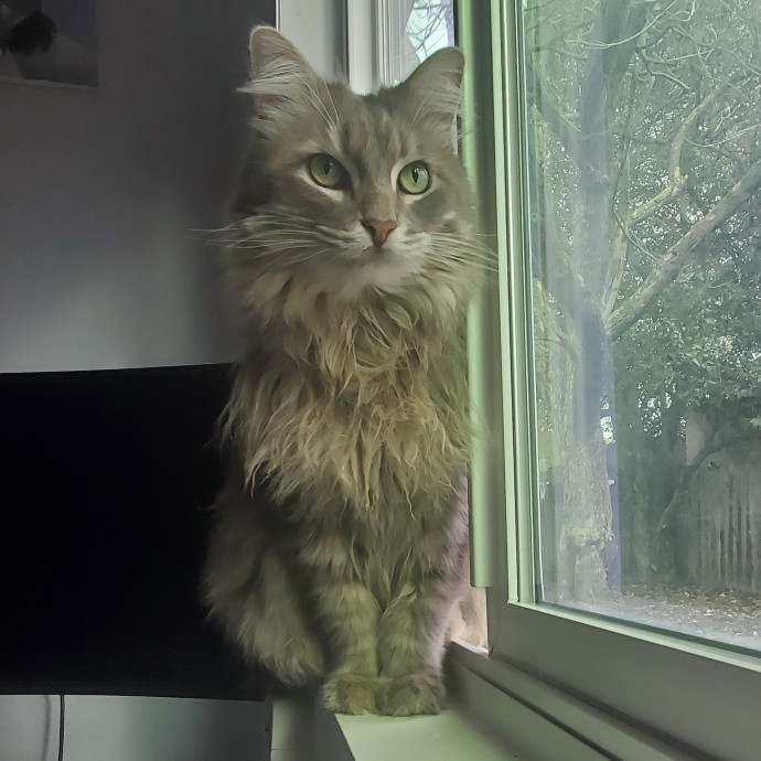 Will Smith Not The Actor Cat Sitting