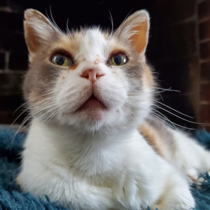 Will Smith Not The Actor Cat Sitting