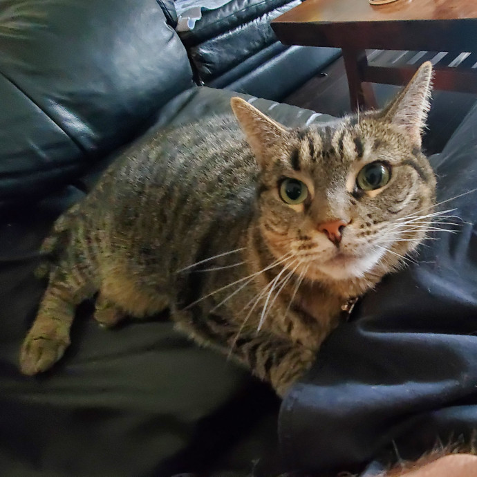 Will Smith Not The Actor Cat Sitting