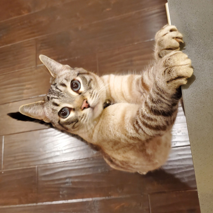 Will Smith Not The Actor Cat Sitting