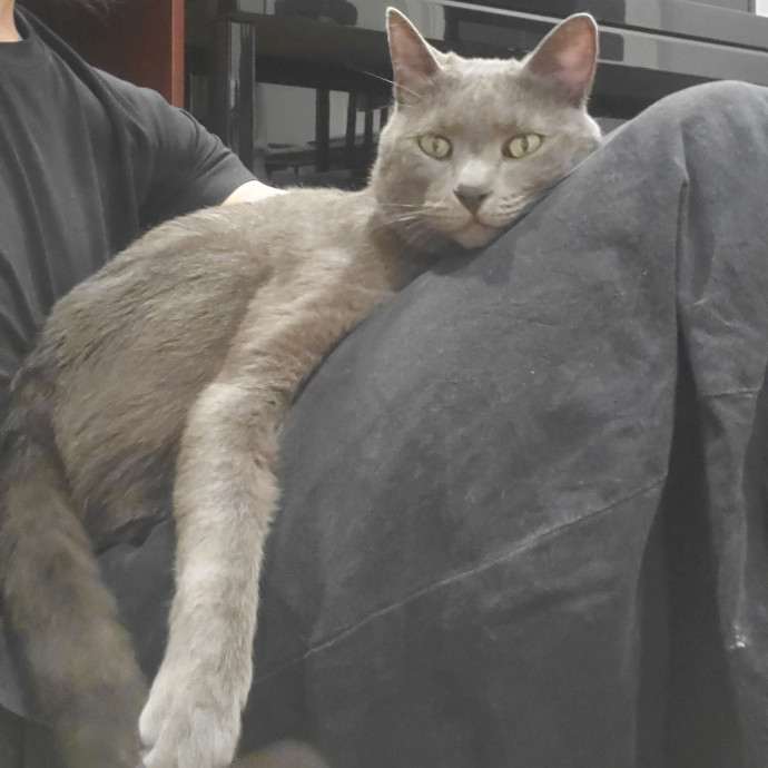 Will Smith Not The Actor Cat Sitting
